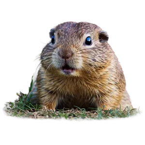 Gopher Peekaboo PNG Kdn