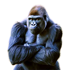 Gorilla Anger Pose PNG 17 PNG