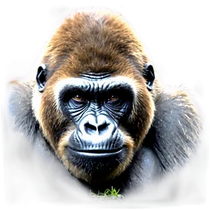 Gorilla Conservation Icon Png 05212024 PNG image