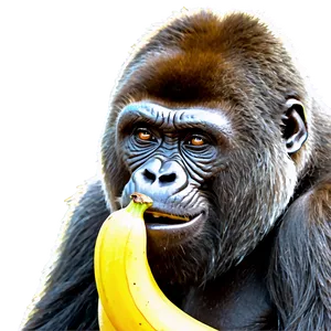 Gorilla Eating Banana Png Obe73 PNG image