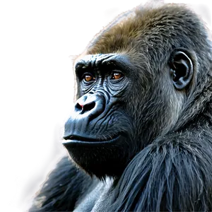 Gorilla Habitat Background Png 05212024 PNG image