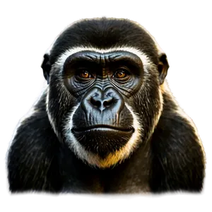 Gorilla Monkey Face Comparison PNG 06272024