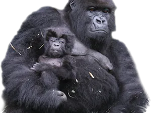 Gorilla Motherand Baby PNG image