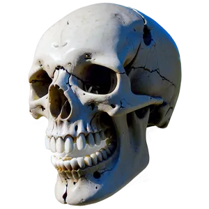 Gothic Animal Skull Image Png 45 PNG image