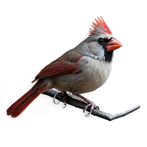 Gothic Cardinal Image PNG 06252024 PNG