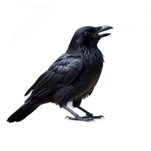 Gothic Crow PNG Qdk16 PNG