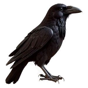 Gothic Raven PNG 7