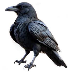 Gothic Raven Png Ush9 PNG image