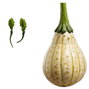 Gourd Plant PNG 06292024