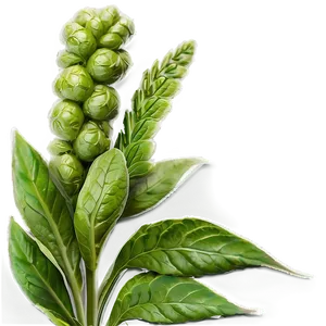 Gourmet Herb PNG Skk73 PNG