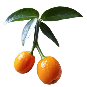 Gourmet Kumquat PNG 06252024