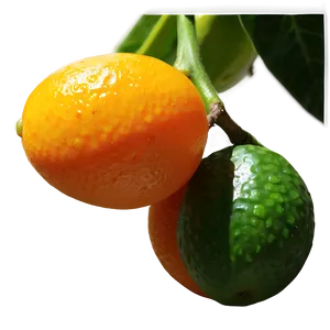 Gourmet Kumquat Png 39 PNG image