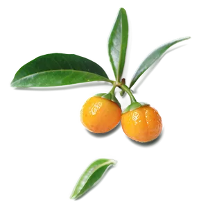 Gourmet Kumquat PNG Llw8