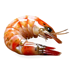 Gourmet Shrimp PNG Kjk PNG