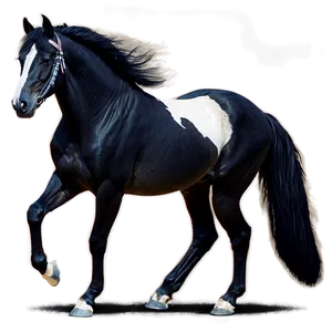 Graceful Black Mare PNG 60 PNG