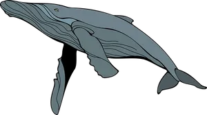 Graceful Blue Whale Illustration PNG image