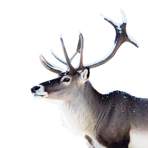 Graceful Caribou In Snow Png 24 PNG image