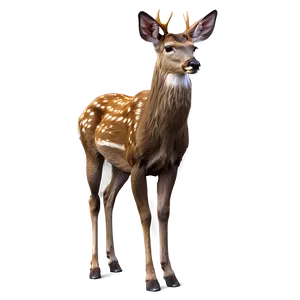 Graceful Deer PNG 05062024