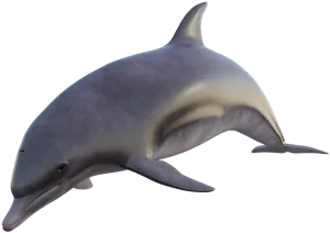 Graceful Dolphin Black Background PNG image