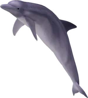 Graceful Dolphin Illustration PNG image