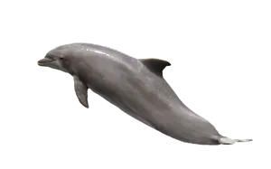 Graceful Dolphin Leaping PNG image