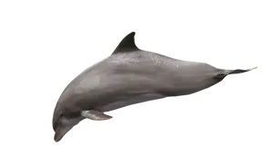 Graceful Dolphin Mid Swim PNG image