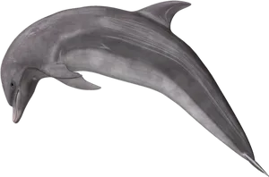 Graceful Dolphin Swimming