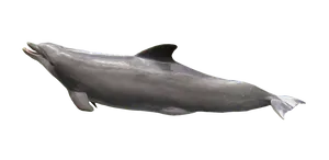 Graceful Dolphin Swimming.png PNG image
