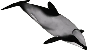 Graceful Dolphinin Dark Waters PNG image