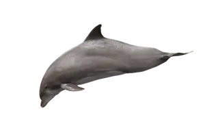 Graceful Dolphinin Dark Waters PNG image