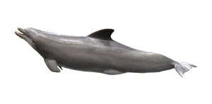 Graceful Dolphinin Dark Waters.jpg PNG image