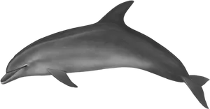 Graceful Dolphinin Dark Waters.jpg PNG image