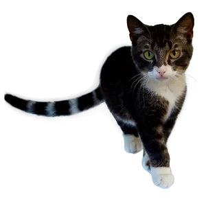 Graceful Kitty PNG Dce48 PNG