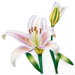 Graceful Lily Png 66 PNG image