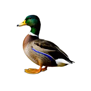 Graceful Mallard Duck PNG 06262024