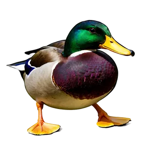 Graceful Mallard Duck PNG Osi95 PNG