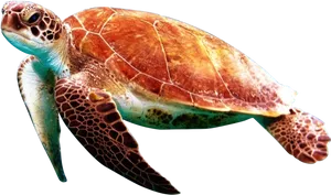 Graceful Sea Turtle Swimming PNG image