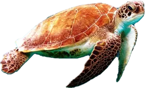 Graceful_ Sea_ Turtle_ Swimming PNG image