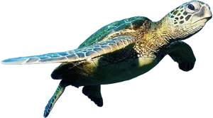 Graceful Sea Turtle Swimming PNG image