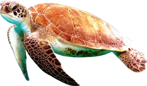 Graceful Sea Turtle Swimming PNG image