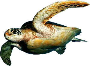 Graceful Sea Turtle Swimming PNG image