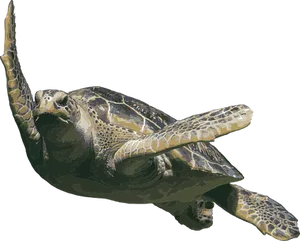 Graceful_ Sea_ Turtle_ Swimming