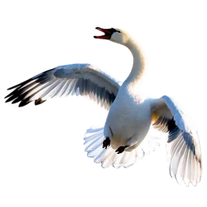Graceful Swan Flying PNG Egi44