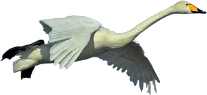 Graceful Swan In Flight.png PNG image