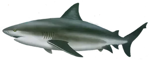 Graceful Swimming Shark PNG image