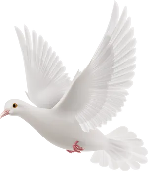 Graceful White Pigeon In Flight PNG image