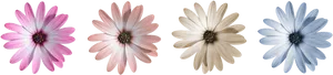 Gradient Color Flowers Black Background PNG image