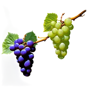 Grape Branch PNG 05212024 PNG