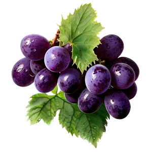 Grape Branch PNG Bcj28 PNG