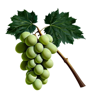 Grape Branch PNG Oap